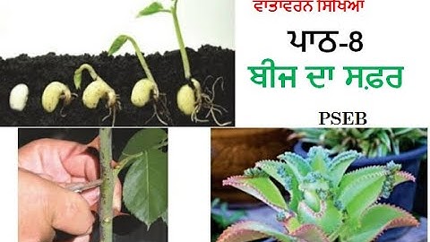 Class-5th EVS Lesson-8 ਬੀਜ ਦਾ ਸਫਰ (Beej da Safar ) PSEB