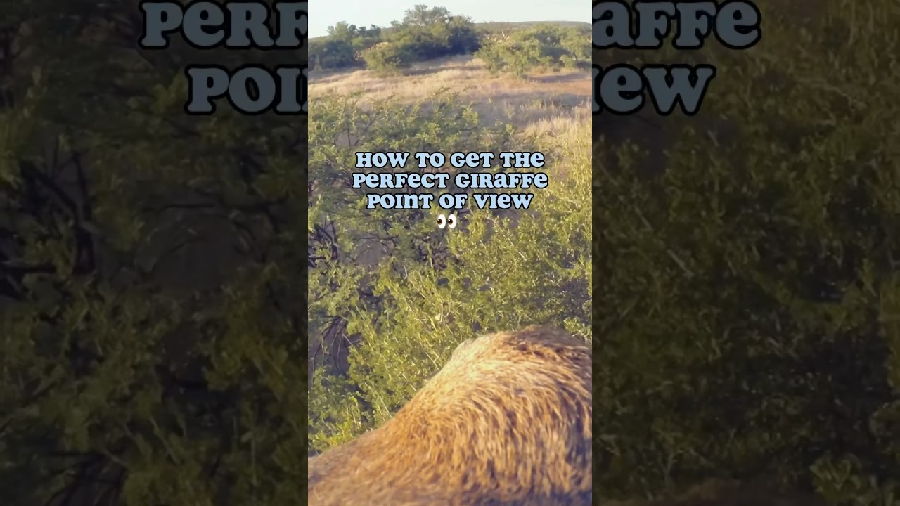 Perfect Shot: Creating a Giraffes Point of View for a Wildlife Documentary in Africa