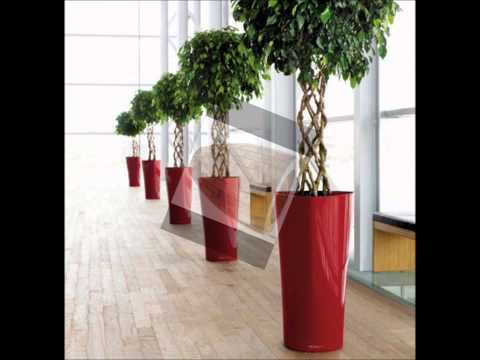 ЭКСКЛЮЗИВНЫЙ ФИТОДИЗАЙН от СТУДИИ "CEDAR"
