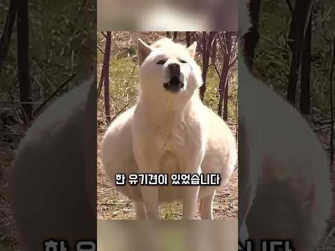 배가 부른 채 산에 버려진 강아지의 놀라운 진실과 기적적인 구조 이야기