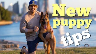 3 things to teach your German Shepherd puppy | 3 tips for a new puppy