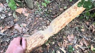Greg Loves the Beavers: How They Hold Large Pools of Water in Creeks During Dry Summers