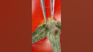 🍅How to Pick a Tomato Stem🍅