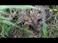 Menemukan 4 Anak Kucing Hutan | babies of Leopard Cat