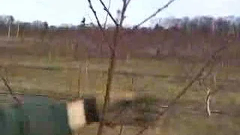 UMass Fruit Advisor -- Easy Peach Pruning