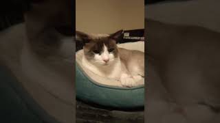 #snowshoe cat#you are so beautiful to me #cat lovers#2025