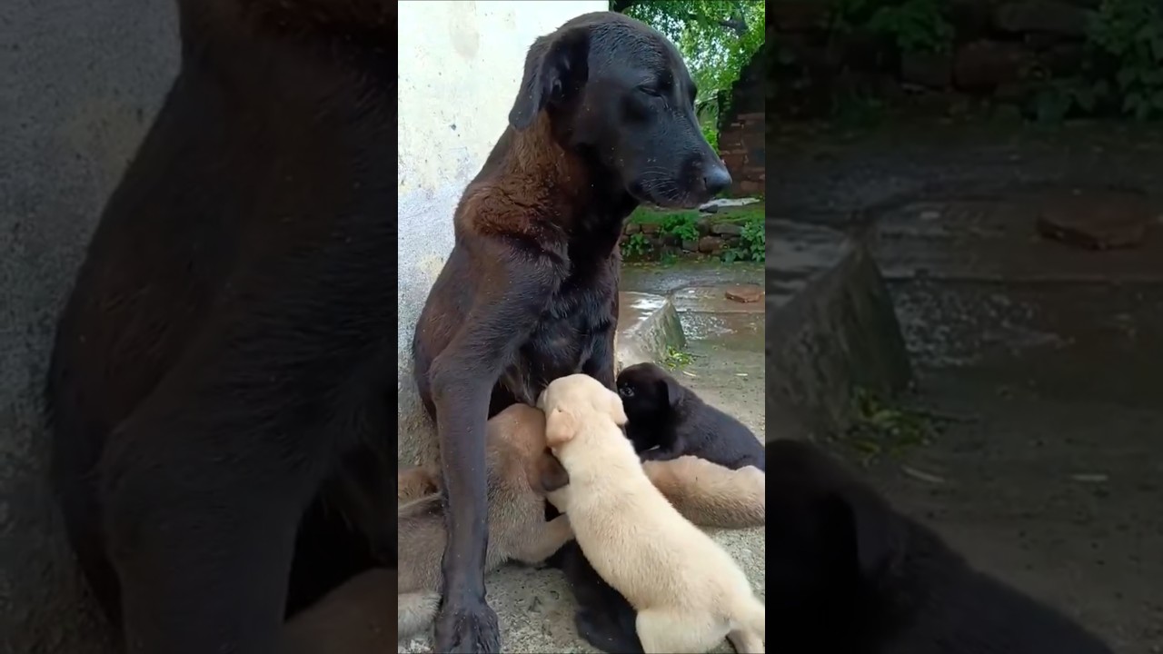 🍼🐶 Cute Puppies Drinking Milk & Playing with Mom #shorts