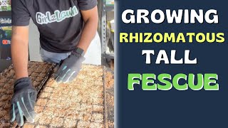GROWING Rhizomatous Tall Fescue | Lateral Spread Fescue