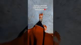 🙏🏻♥️#bhojpurisong #bhojpuri #alta #pair #love #trending #trendingshorts #viralvideo #up #kanpur#song
