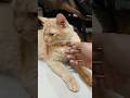 Kancing mama jadi korban 🤣 #cat #oyen #kucinglucu #kucingimut #kucingsoleh #solehiskandardinata