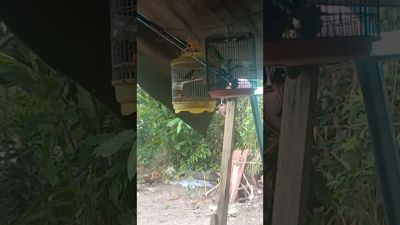 Burung serindit main naga 