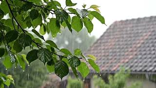 Você Vai Dormir em 5 Minutos com Este Som de Chuva Forte nas Folhas