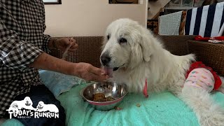 食べさせてもらわないと食べないワガママ娘のルンルンです　Great Pyrenees　グレートピレニーズ