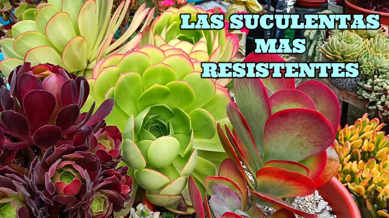 SUCULENTAS A PRUEBA DE TODO #echeveria #crassulaovata #aeonium
