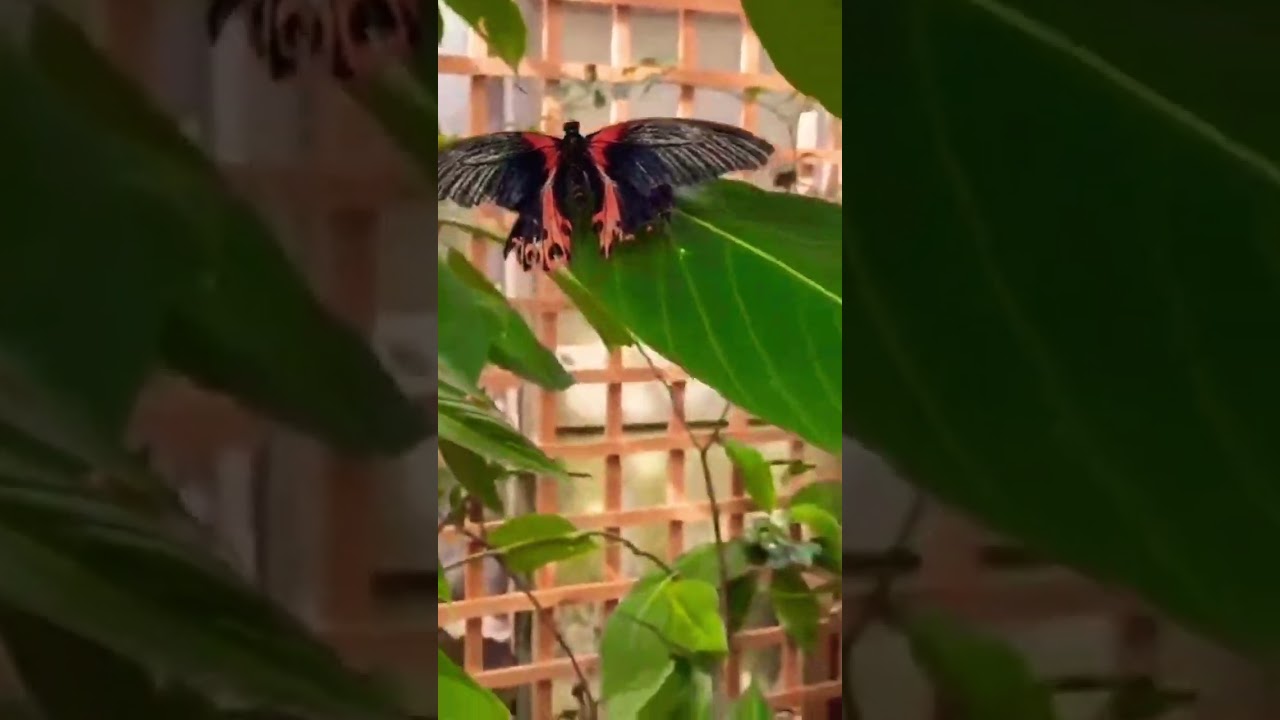 Butterfly farm