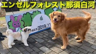 愛犬と一緒に泊まれる複合リゾート施設に行ってみました♪ エンゼルフォレスト那須白河