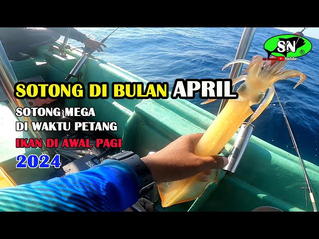 CANDAT SOTONG🦑 Sotong mega di bulan April class=