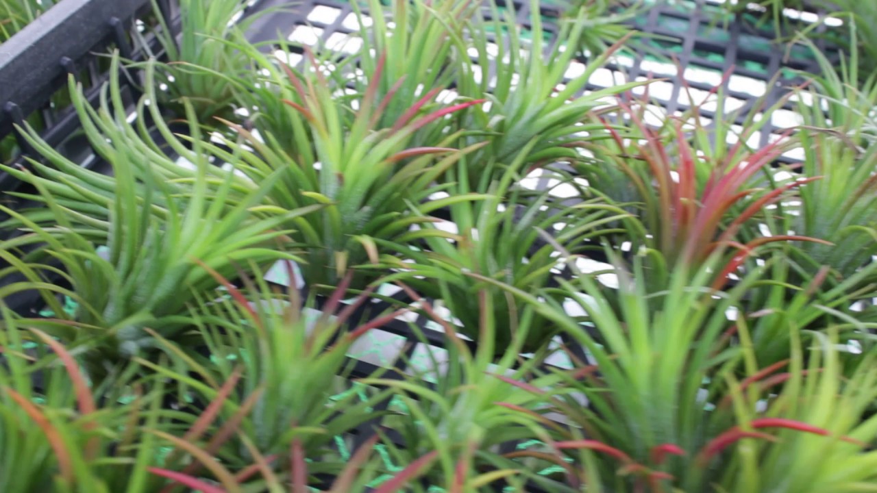 Tillandsia Air Plants 이오난사 틸란시아