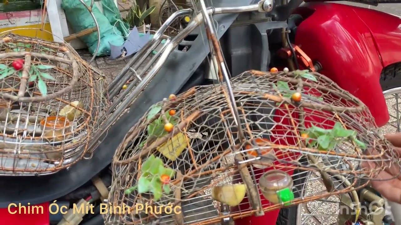 Cách Dợt Mồi Và Chim Óc Mít Cực Kì Mau Dạng Người/ Thuần Chim Cấp Tốc/ Chim Óc Mít Bình Phước