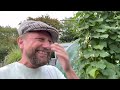 UK Allotment Update | My Climbing Beans (The Good, The Bad & The Ugly) | August