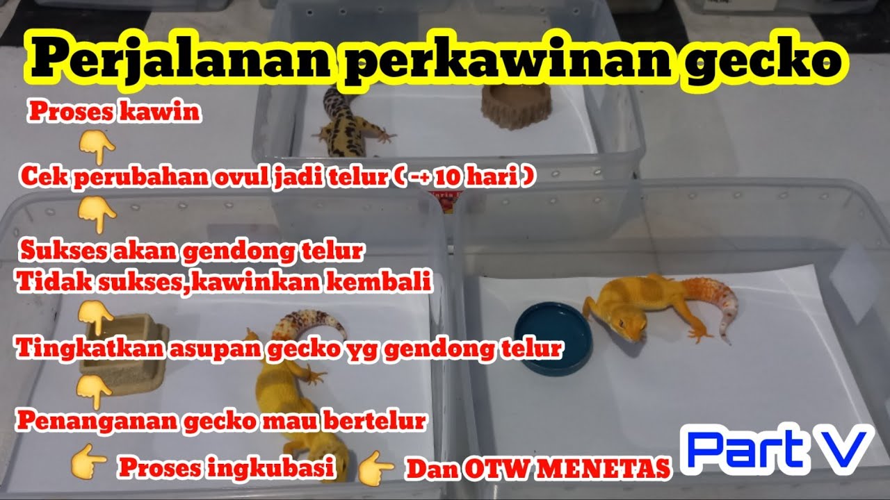 PERJALANAN PERKAWINAN LEOPARD GECKO,SAMPAI BABY MENETAS PART 5.