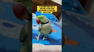 Teach Your Parrot To Talk Face To Face