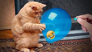 Funniest Dogs and Cats  Funny Animal Videos 2024 # 21