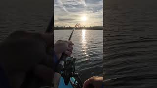 BIG Fish Eats Tiny Bait