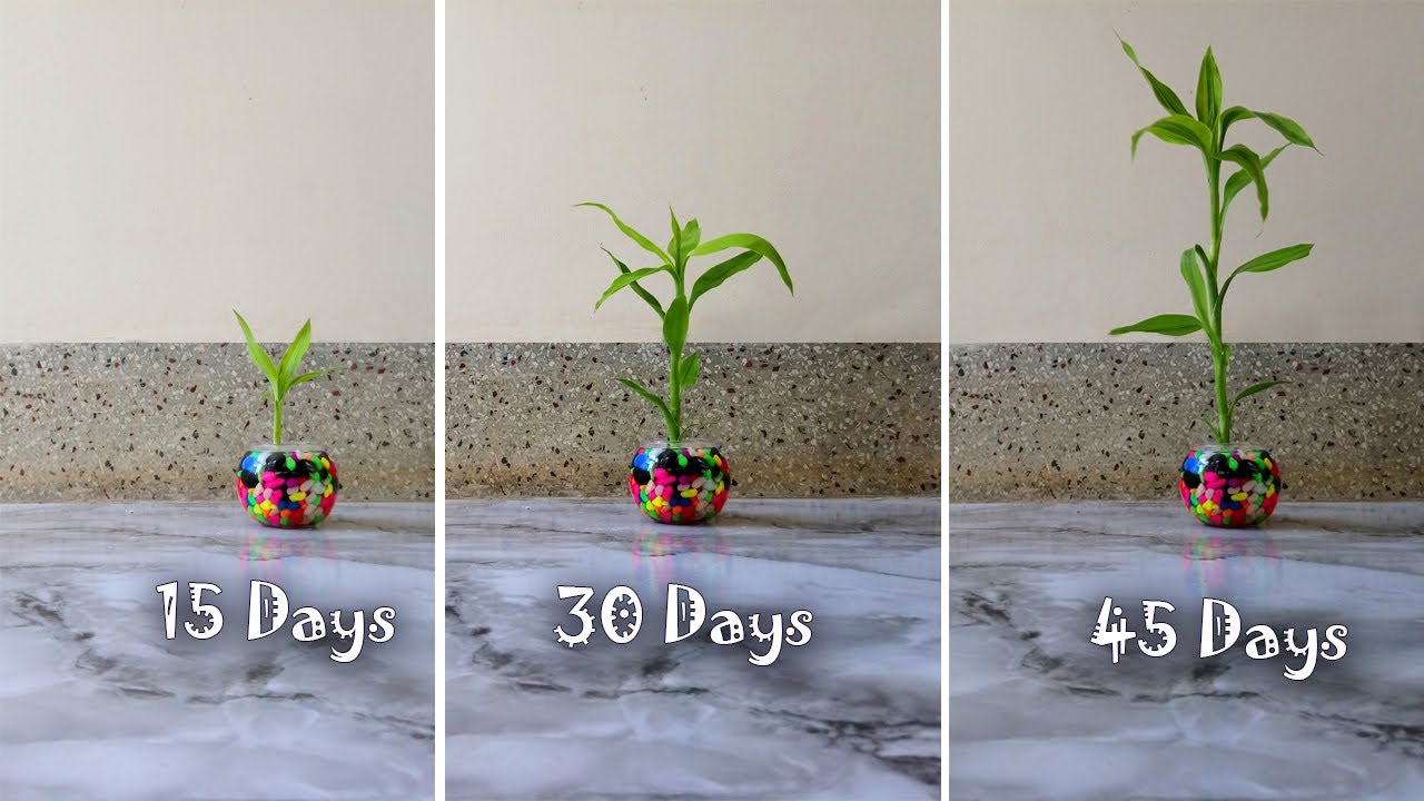 Amazing Lucky Bamboo Indoor Plants Propagation with Color Stone Decor