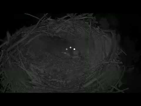 camera iphone 8 plus apk Glaslyn Ospreys Live Stream