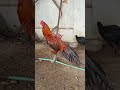 New Aseel Roosters 🐓
