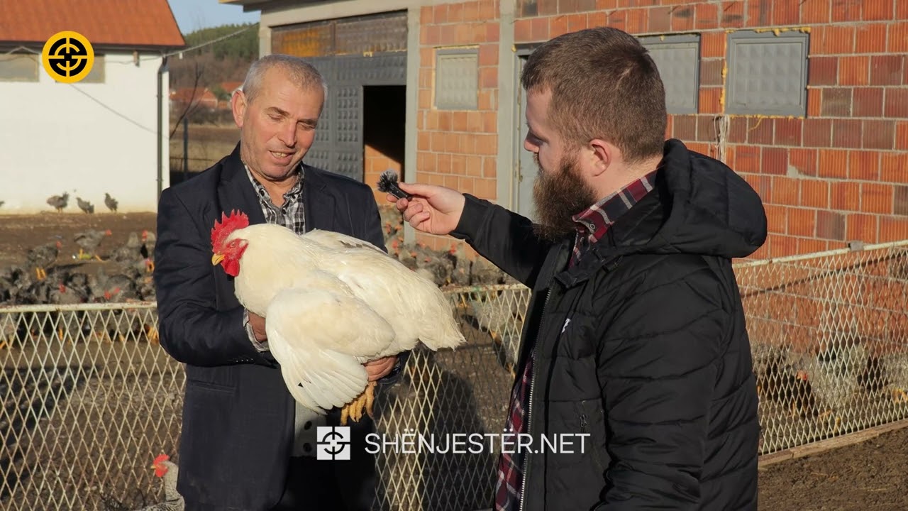 Njihuni me fermerin nga Podujeva, i cili kujdeset për mbi 10 mijë pula.