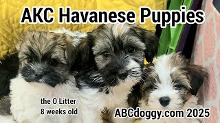AKC Havanese Puppies * the O Litter * ABCdoggy.com 2025