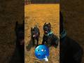new power Vs old power🥶 pitbull edit#new#pitbull#viral#dog#angry#trending #shorts #shortvideo l