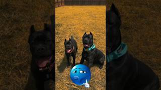 new power Vs old power🥶 pitbull edit#new#pitbull#viral#dog#angry#trending #shorts #shortvideo l