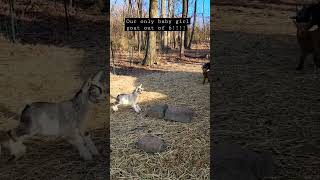 Baby Girl Goat jumping round #viral #tiktok #trending