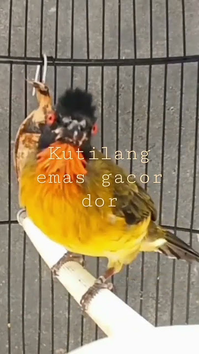kutilang emas/bulbul gold
