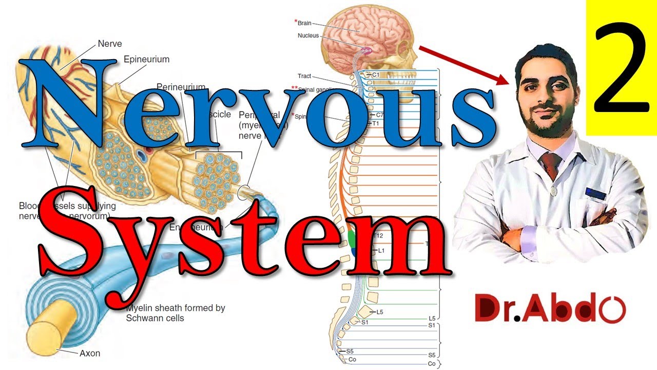 17.Sympathetic & Parasympathetic #nervous_system (2/2) | مقدمة عن التشريح - سنة أولى طب | A1 [17/20]