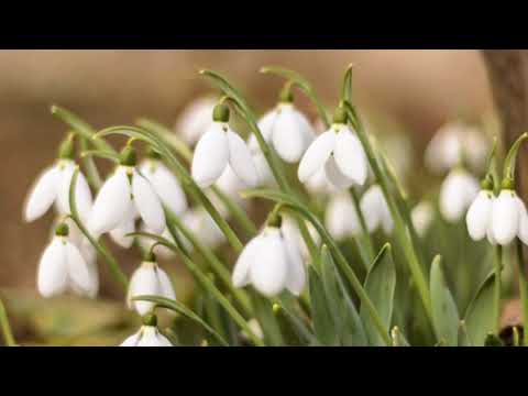 Snowdrops Flower Blooming HD