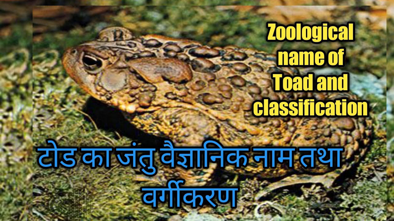 Zoological Name Of Toad And zoological-name-of-toad-and