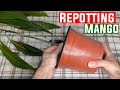 Repotting my mango tree