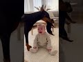 Mom Dog’s Secret Weapon Stops the Baby Crying Instantly　泣きじゃくる赤ちゃんが“パピー1匹”で一瞬で泣き止む瞬間 #赤ちゃん #animals