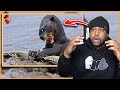 I WANT A PET MONGOOSE! | 15 Crazy Animal Hunting Battles Caught On Camera ( The Fanatic ) | Reaction