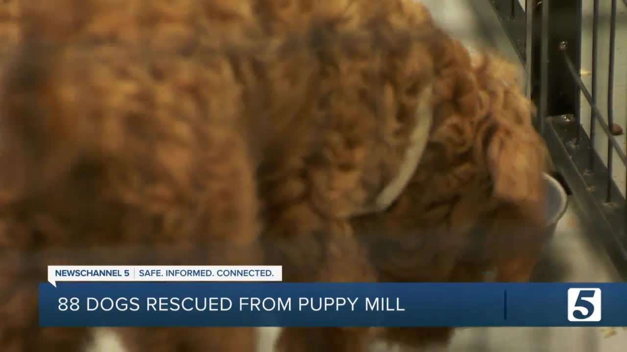88 dogs rescued from Iowa puppy mill are safe in Middle Tennessee YouTube