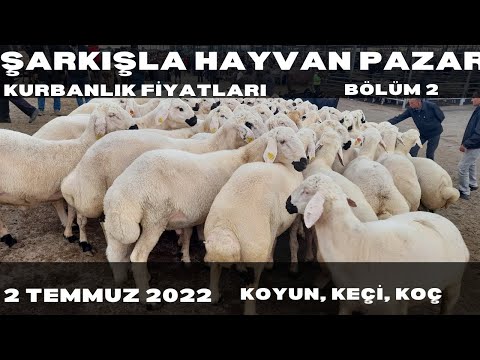 ŞARKIŞLA HAYVAN PAZARI KÜÇÜKBAŞ KURBANLIK FİYATLARI 2