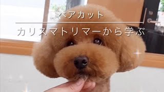 【Grooming】Toy Poodle ”Bare Cut '