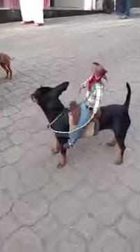 Hode Video