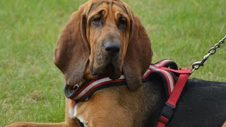 How to Train Your Bloodhound to Be an Effective Guard Dog