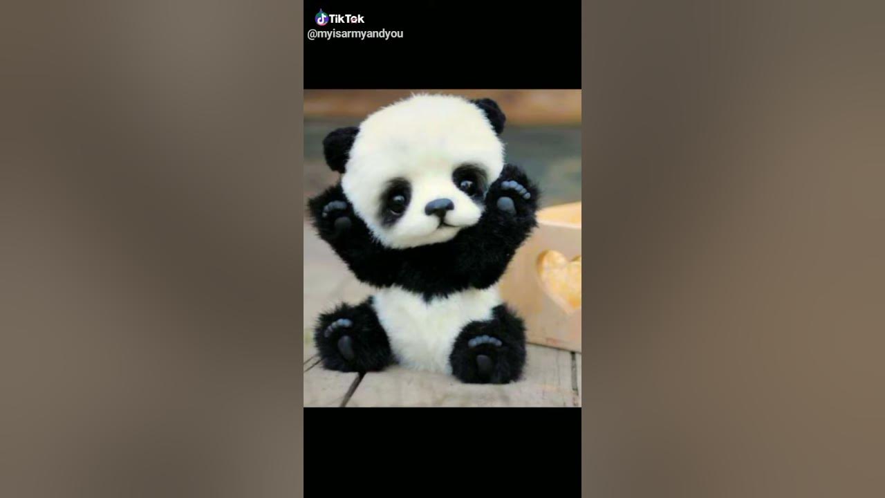 рыжий нос кошки. милый кудряшка simbachka. текст песни милый кудряшка. песня а ты милая кудряшка красивая мордашка. песня а ты милый мой кудряшка.