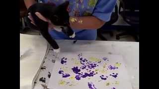 Carla and Chris Create by Cat Care Society 11 views 8 years ago 12 seconds